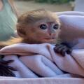 Capuchin Monkeys for Adoption