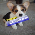 Welsh Corgi (Pembroke) Pups