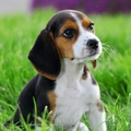 Gorgeous Beagle puppies for re homing