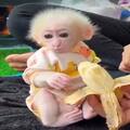 Emotional Filled Capuchin Monkeys Available