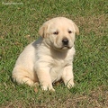 Gorgeous Golden Retriever Puppies