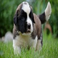 Saint bernard Pups available for sale with paper