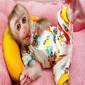We have a female baby capuchin monkey for adoption