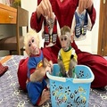 Gorgeous Baby Capuchin Monkeys For Adoption