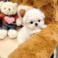 Cute maltese available for Sale