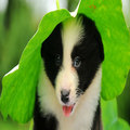 Excellent Collie Puppies Now available