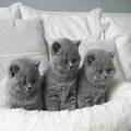 British Shorthair kittens