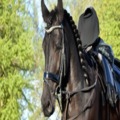 Custom Horse Browbands