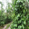Well maintained coffee estate for sale