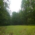 Oak forrest for sale