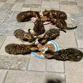 Bengal kittens for Sale