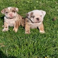 English Bulldog puppies