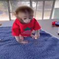 Capuchin Monkey now Available