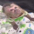 Male and Female White Faced Capuchin Monkeys