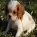 Two Cavalier King Charles Spaniel puppies now available