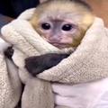 Perfect Capuchin Monkeys