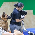 Dog Boarding in Doral Trusted Care for Your Furry Friend