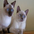 Beautiful Siamese Kittens Available