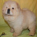 Potty Trained Chow Chow puppies available