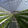 Hydroponic Nft Growing System