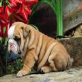 Gorgeous English Bulldog puppies available