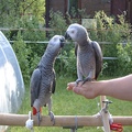 Nice looking African Grey Parrot for adoption
