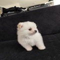 Pomeranian Spitz puppies