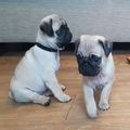 Fawn Pug Puppies Available