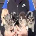 Pomeranian spitz beautiful puppies