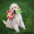 Adorable Golden Retriever puppies available
