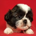 Health Shih tzu Puppies available