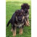 German Shepherd puppies
