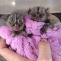 Baby marmoset monkeys for adoption