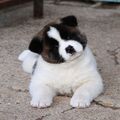 Akc Absolute Joyful Akita For Sale