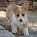 Welsh Corgi Puppies for Sale