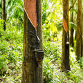 Brazil 1,379 hectares of land for rubber plantation in the Manaus region - Envira AM