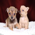 Two lovely Chihuahua puppies Available