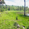 Brazil 1,000 ha low price - plot with raw materials Region Presidente Figueiredo AM
