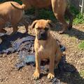 Friendly Bullmastiff Puppies available