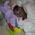 Socialized Home Train Capuchin Monkeys Available Now !!
