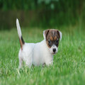 Jack Russell Terrier Puppies Available