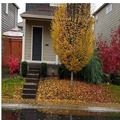3BA/3BA 20954 Edgemont St, Beaverton, OR 97003