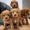 Beautiful purebred Cavapoo Puppies.