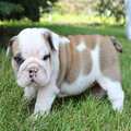 French bulldog