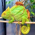 We offer exotic reptiles at absolute rock-bottom prices
