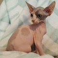 Registered Sphynx kittens now available