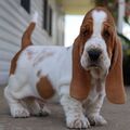 Basset hound puppies for adoption