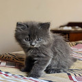 British short hair kittens