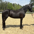 Friesian gelding