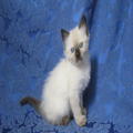 Siamese kittens Available